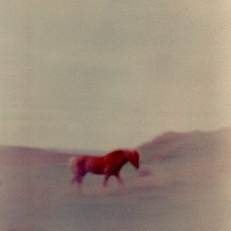 witch mountain horse iceland